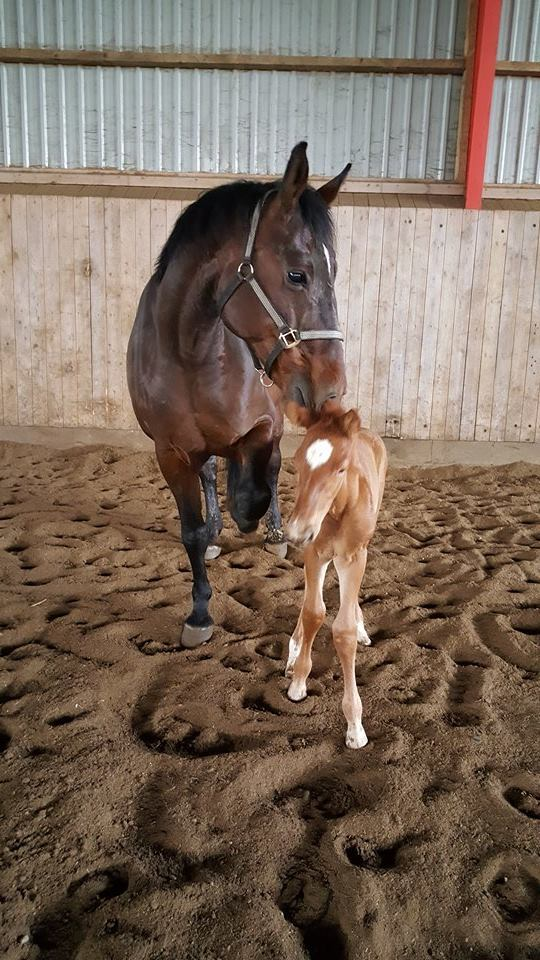 Årets andet føl kom d 15.4.2016. Denne gang et hingsteføl efter Bøgegaardens Apollo og Quick Star. Ses her sammen med sin mor Bambusa del Sol, som har været avlshoppe og Lykkegaards  eje gennem mange år